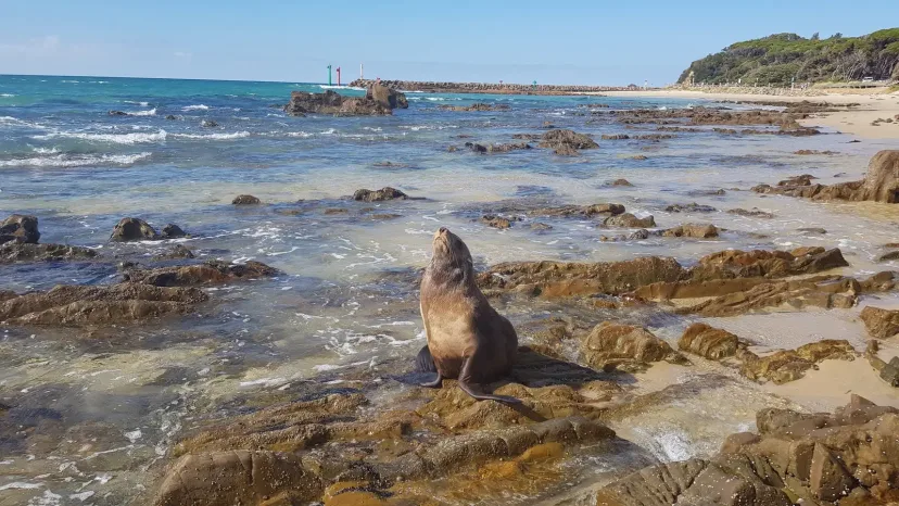 A fur seal resting on a rock platform near the Mallacoota breakwater.